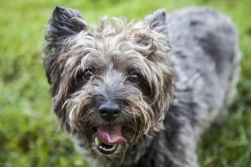 凯安梗到底适不适合新手养？