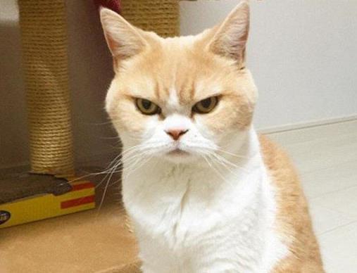 淘宝开店费用及保证金缴纳流程全解析，轻松开店无忧