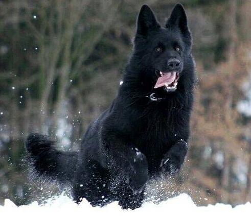 想养牧羊犬？中国牧羊犬俱乐部到底靠不靠谱？