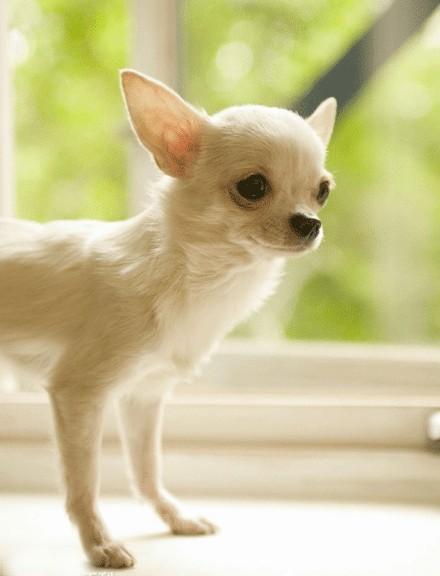 荷兰毛狮犬真的适合新手养吗？