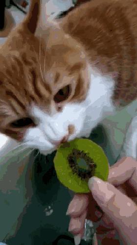 详细解析：入驻天猫的流程、条件及操作步骤全攻略