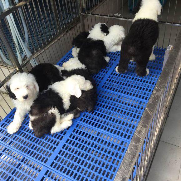 古牧真的适合新手养吗？