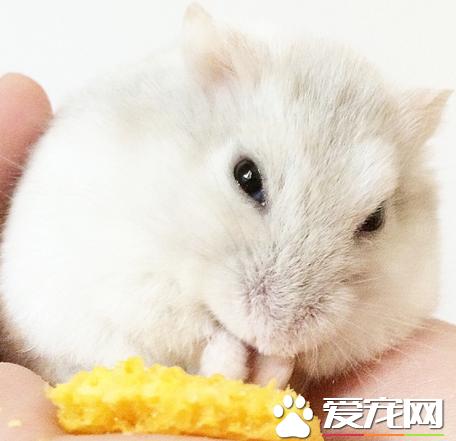 如何饲养奶茶仓鼠？仓鼠是否容易饲养？全面指南