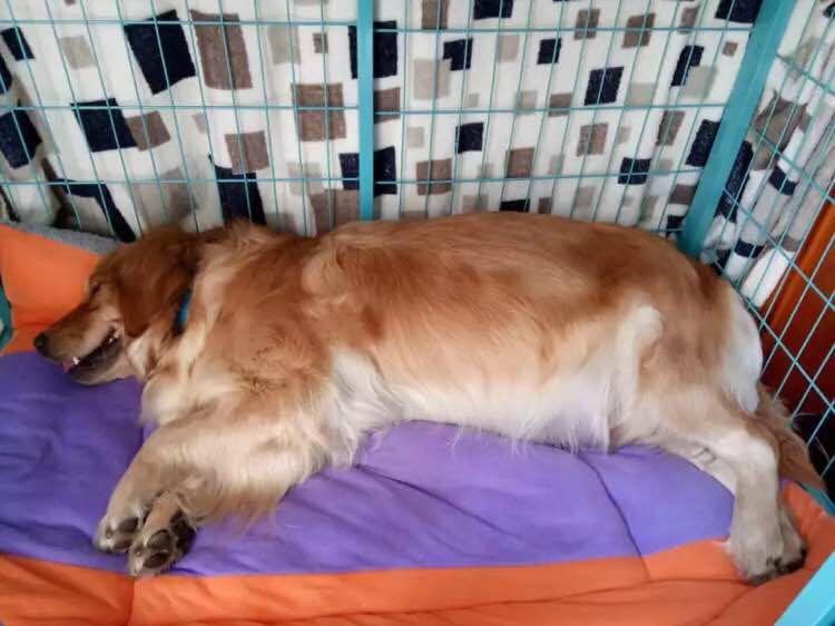 第一次养金毛手忙脚乱？记住这20条保命指南！