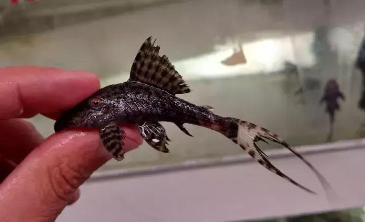 异型鱼真的很难养吗？