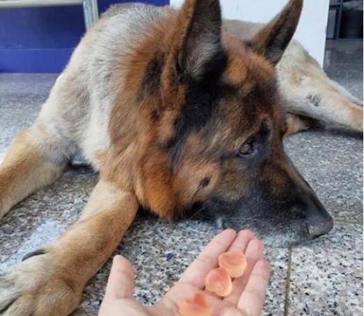 不容错过的缉毒犬:探索其历史与工作全介绍 不容错过的缉毒犬:探索其历史与工作全介绍