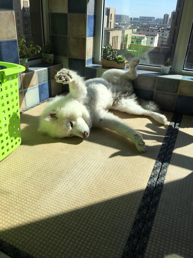 如何有效训练萨摩耶掌握基本动作？完整指南与技巧分享