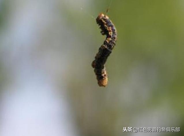 野钓马口鱼必须买几千块的装备吗？