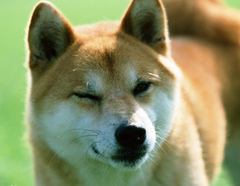 柴犬和秋田犬到底有啥区别? 柴犬和秋田犬到底有啥区别?