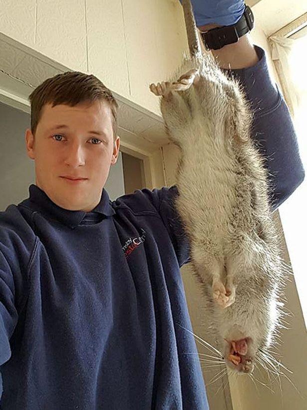 英国街头惊现60厘米巨鼠是真的吗？