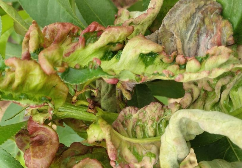 天牛虫害真的能彻底消灭吗？