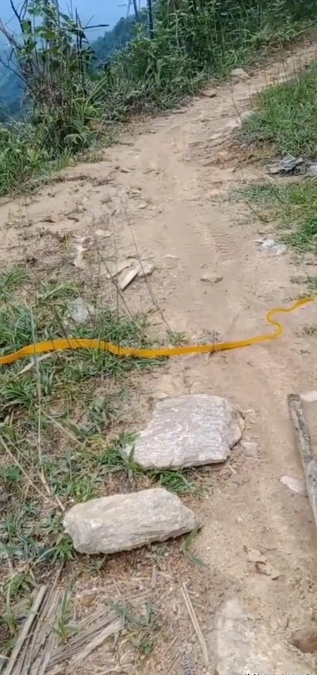 全面解析：那些你需要知道的毒蛇品种知识