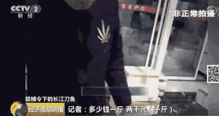 长江刀鱼凭什么卖到上万元一斤？