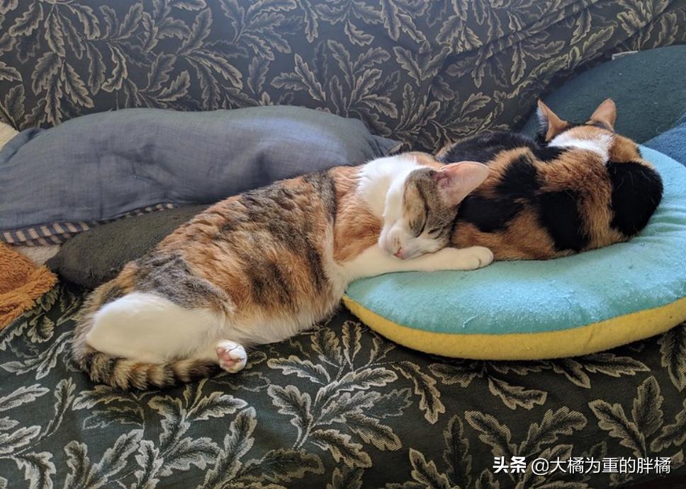 燃池养蝎经验分享：高效养殖技巧与注意事项