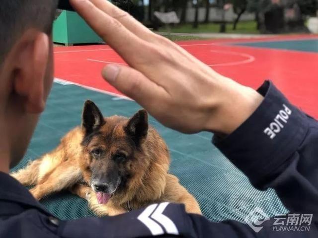 不容错过的缉毒犬:探索其历史与工作全介绍 不容错过的缉毒犬:探索其历史与工作全介绍
