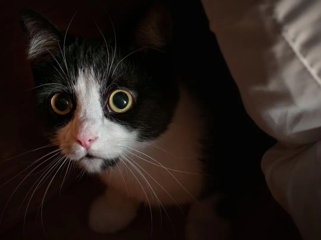 养非纯种猫真的比纯种猫差吗？