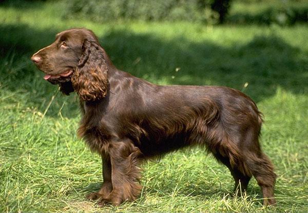 可卡犬吃哪种狗粮才能不软便又毛发亮？