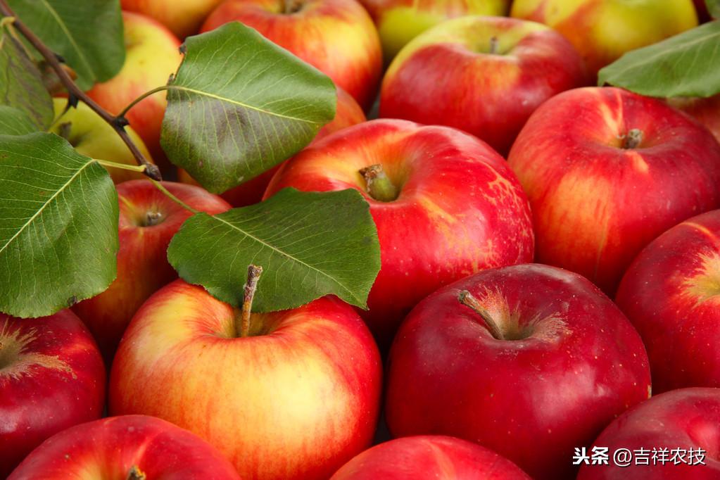 铜绿丽金龟到底能不能当宠物养？