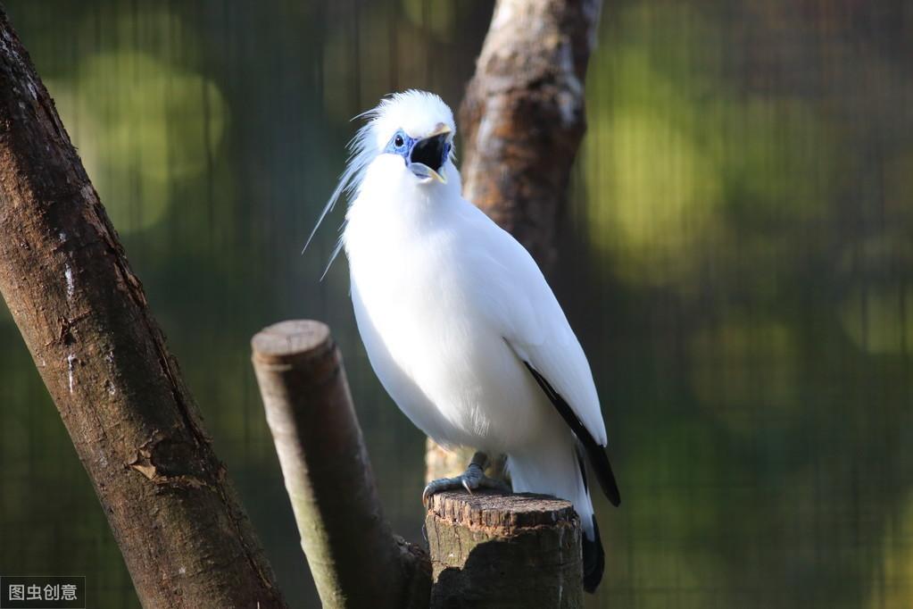 手把手教你让八哥开口说话？