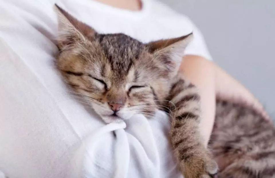 1980年10月20日出生的人命运解析：八字命理详解