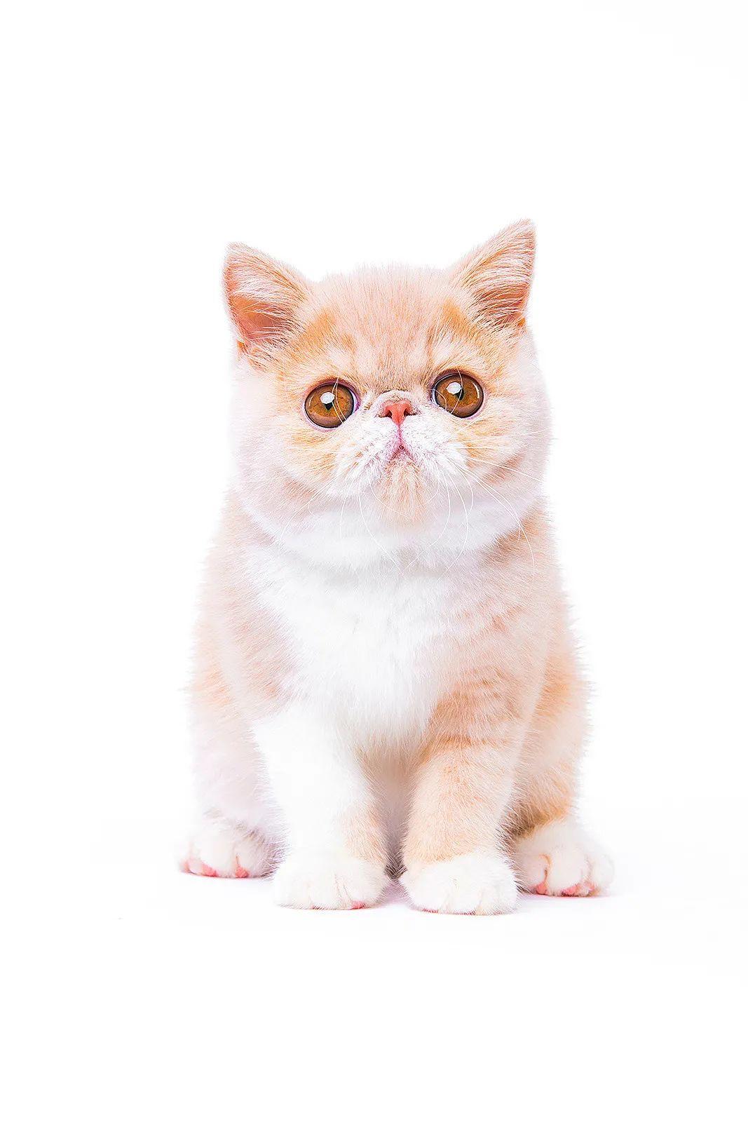 乐乐宠物百科之拉布拉多犬品种全方面介绍