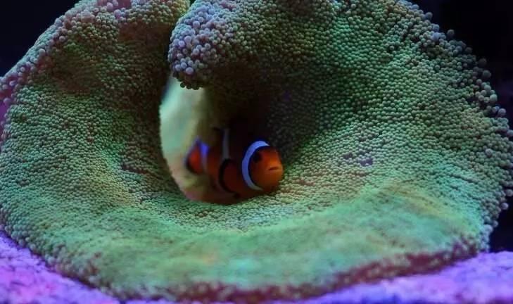 深入了解小丑鱼：小丑鱼的资料与信息全解析