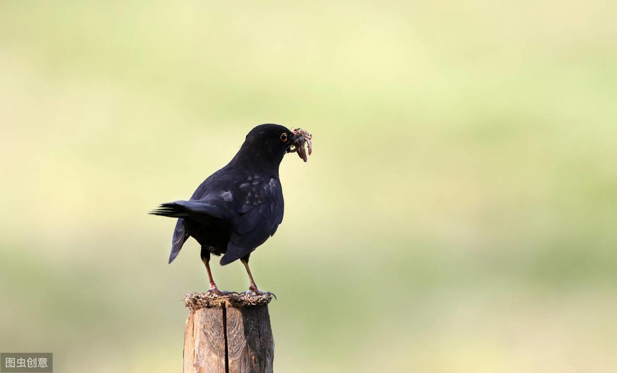 养画眉鸟真的像网上说的那么难伺候吗？