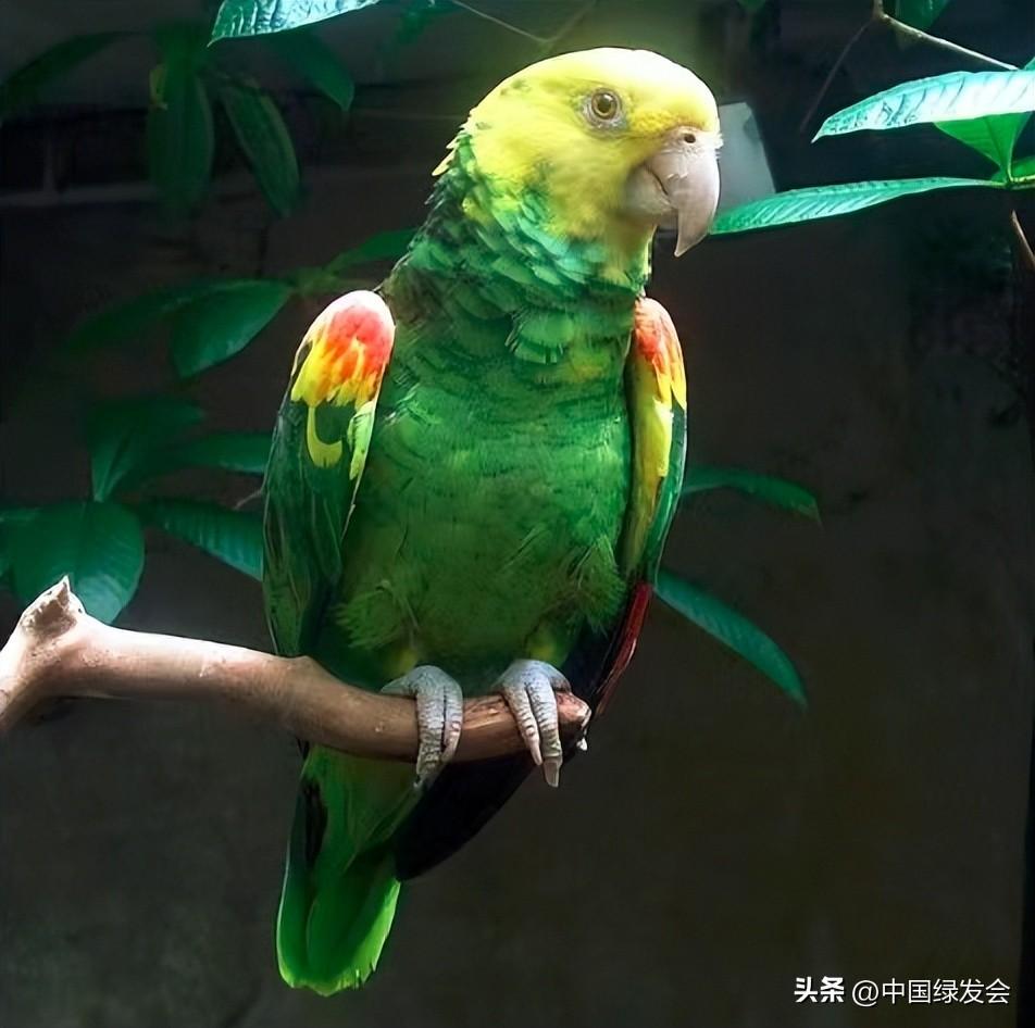 新手养鹦鹉鱼为什么总养不出血红色？