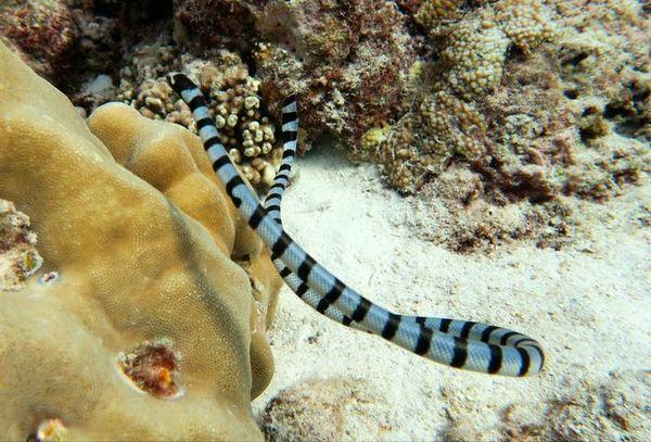 被海蛇咬一口真的会死吗？