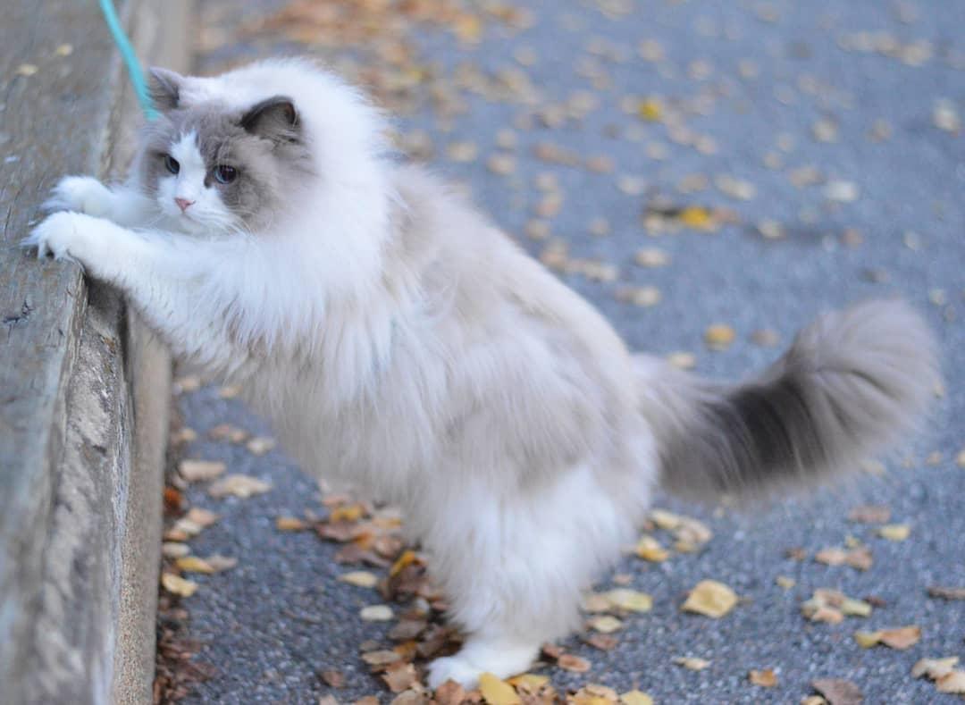 养猫也能玩转时尚圈吗？