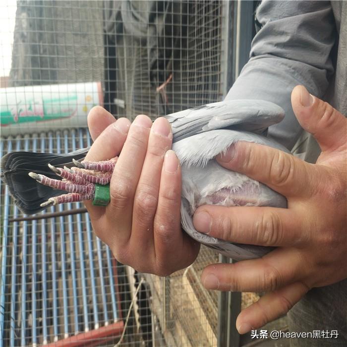 鸽子拉稀带血真是毛滴虫病吗？