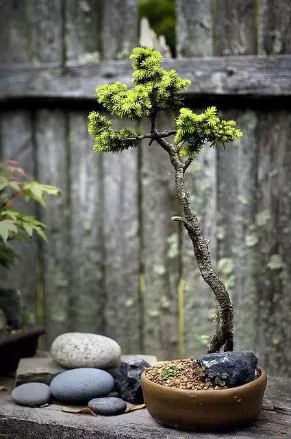 松柏木到底有啥魔力让养花人又爱又恨？