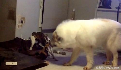 养大白熊犬前必须知道的6件事? 养大白熊犬前必须知道的6件事?