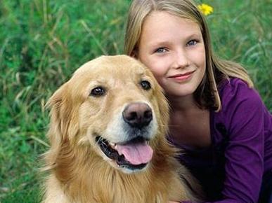 金毛犬三个月能学会哪些指令？