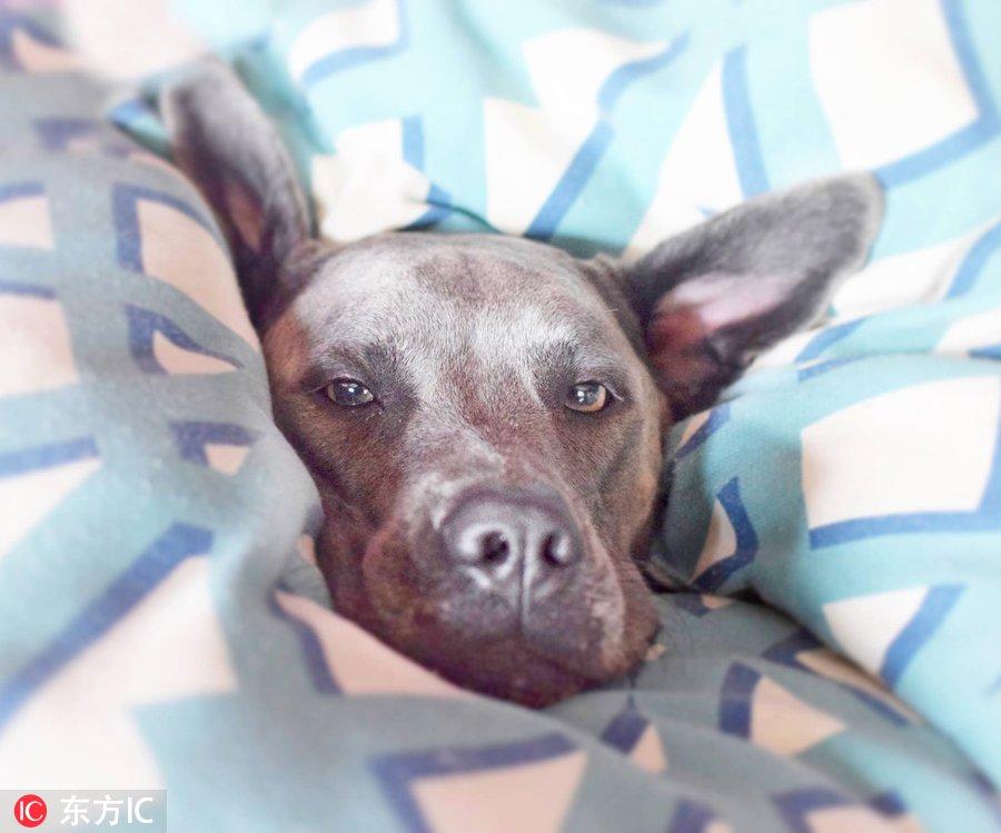 北京养拉布拉多真的会被没收吗？新手必看避坑指南