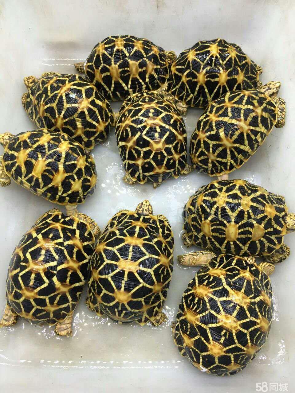 巴西龟眼睛肿得像包子？可能是白眼病在作怪！