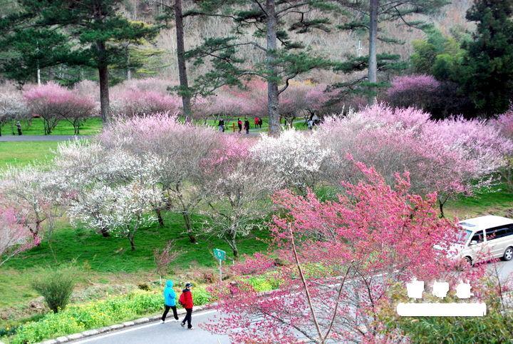 为什么有些女生总能桃花不断？