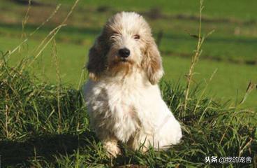 迷你贝吉格里芬凡丁犬能当家庭宠物养吗？