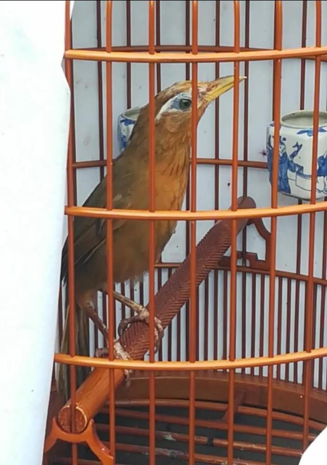 养水龟和养旱龟哪个更好？全面比较与选择指南