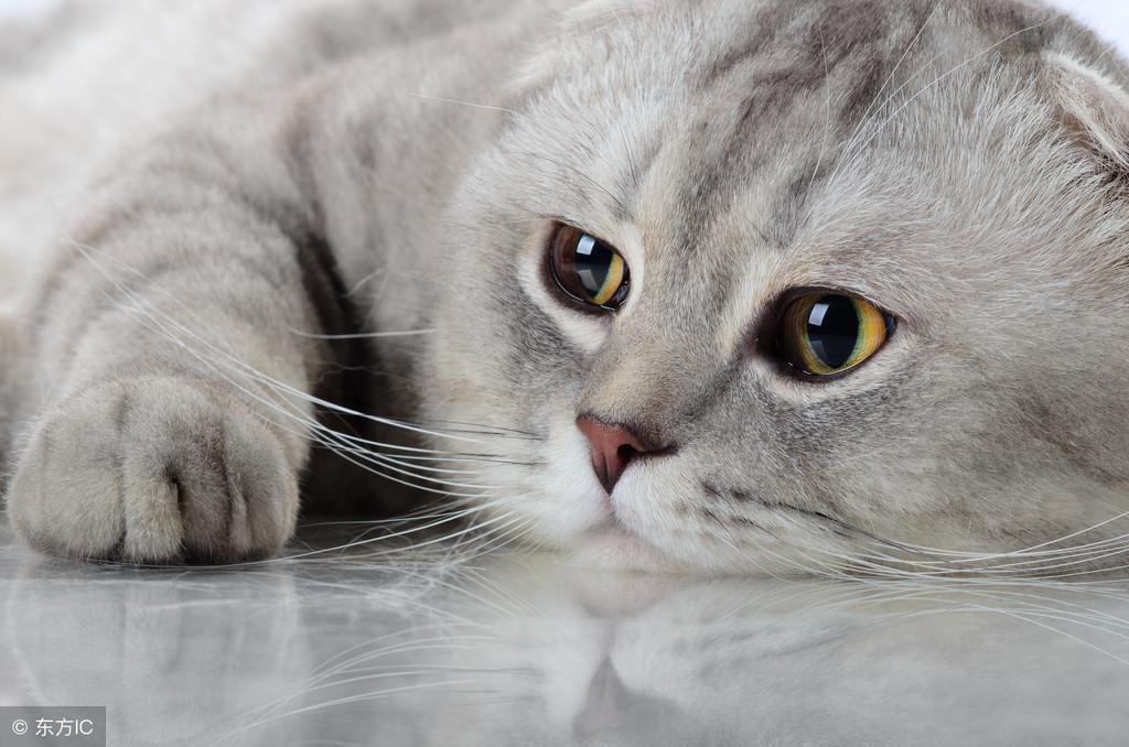 刚入坑猫咪猎手完全摸不着头脑？