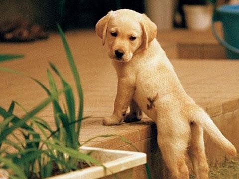 导盲犬被偷还能找回来吗？