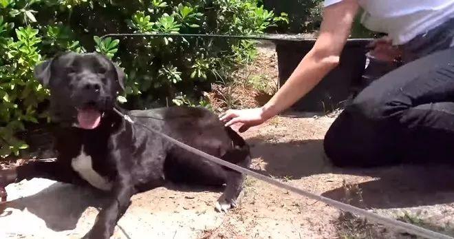 救助犬真的能改变人类生活吗？