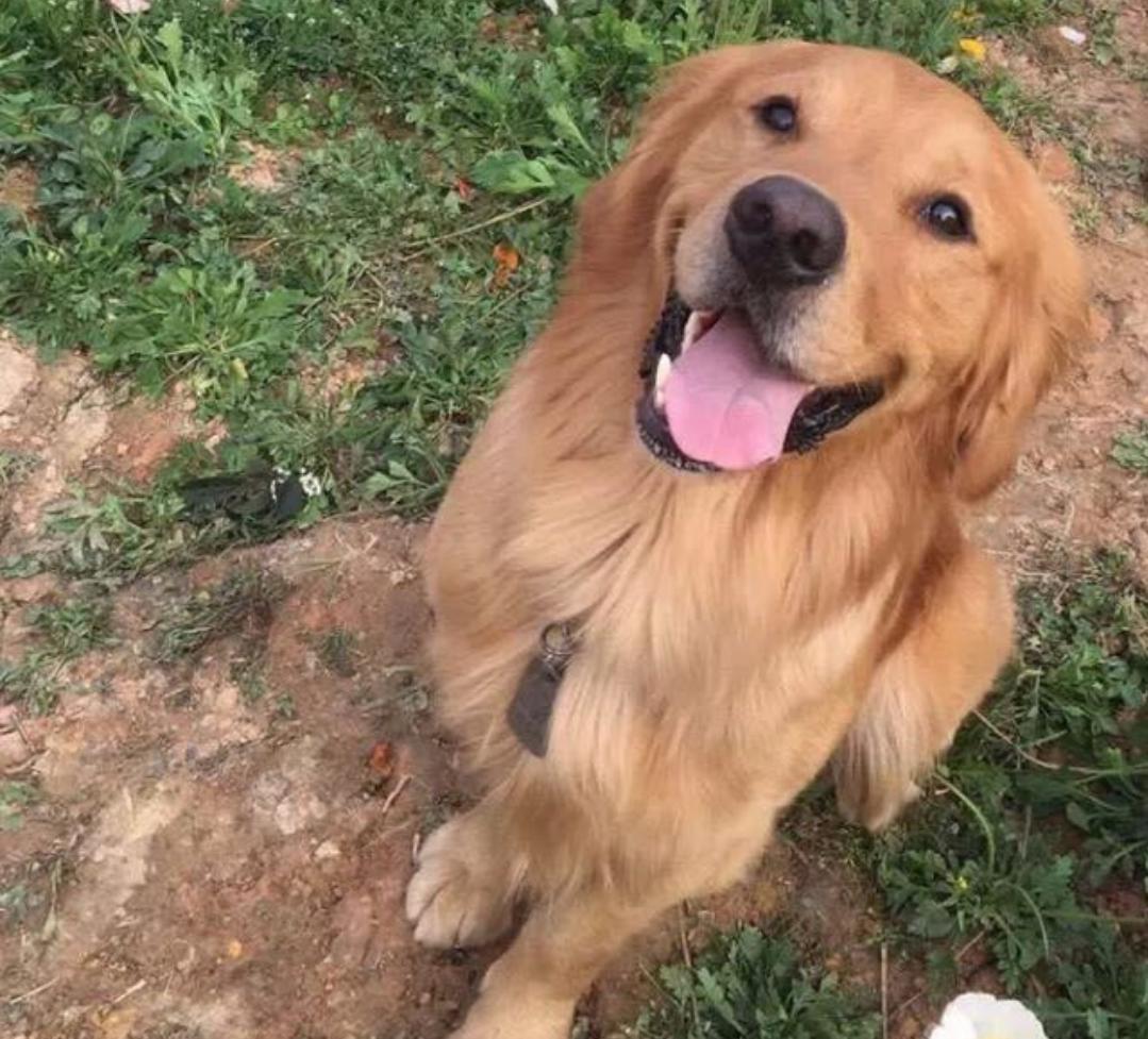 金毛犬智商超高，掌握这些训练技巧让你的金毛更听话