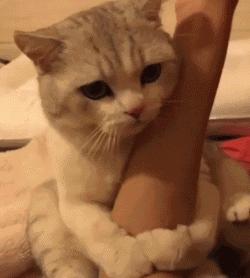 天猫超市入驻指南及天猫超市概念解析