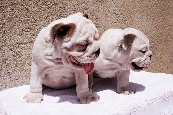 英国斗牛犬真的适合新手养吗？