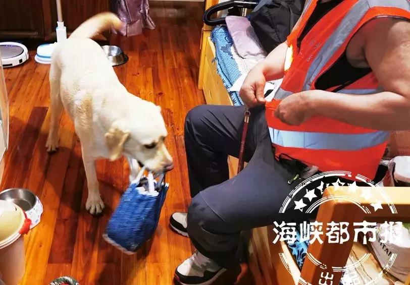 导盲犬到底是什么狗？