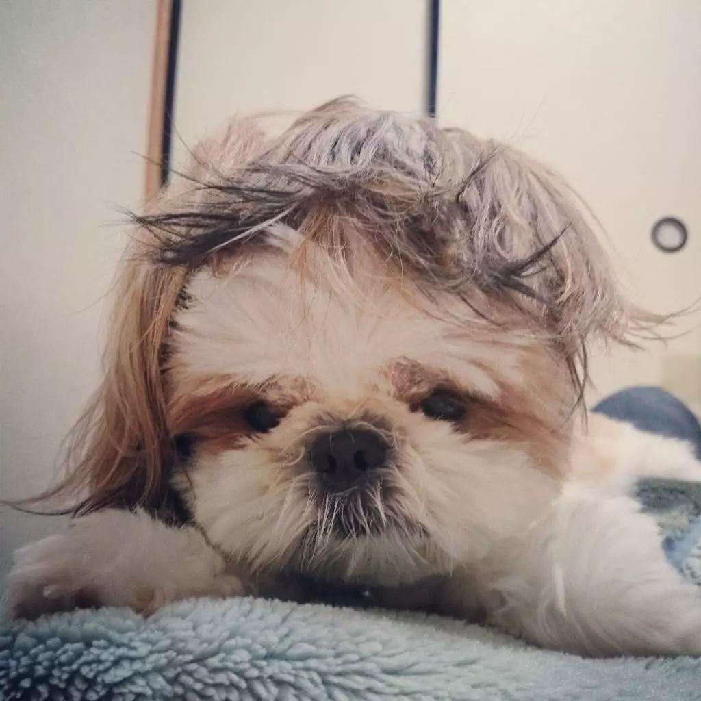 西施犬到底要花多少钱才能带回家？