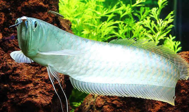 银龙鱼到底该喂啥？小鱼小虾还是饲料更靠谱？