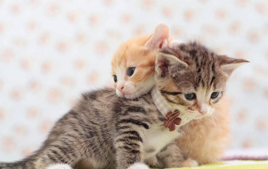 蛇真的没有天敌吗？这七个动物让它秒怂！