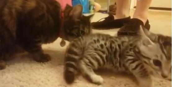 梦见蛇缠身真的是凶兆吗？